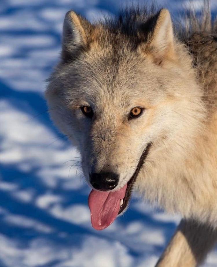 Photo of Arctic Wolfdog Stud (One Time)