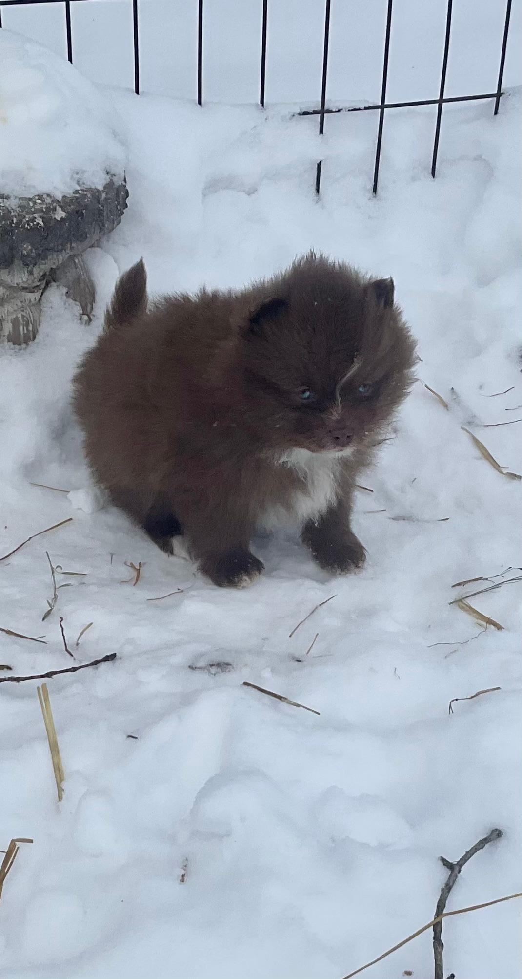 Photo of POMERANIAN PUPPIES.