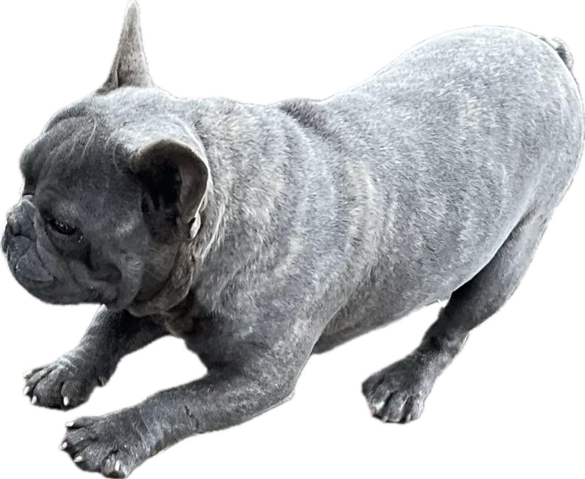 Photo of FRENCH BULLDOG