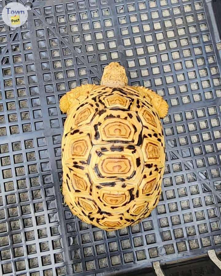 Photo of Baby Leopard tortoise for sale