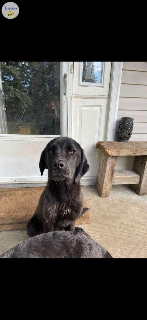 Photo of 6 month old female st dane 