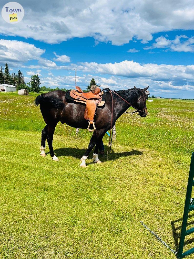 Photo of Registered 17 yr old Standardbred Gelding