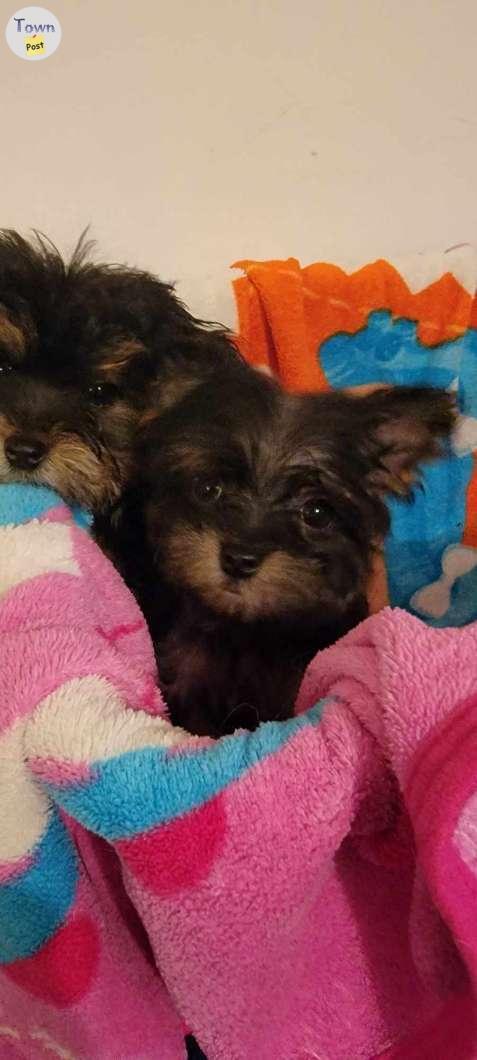 Photo of Yorkie/Maltese  Morkie Puppies