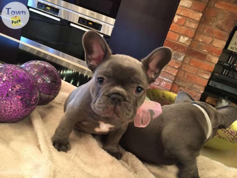 Photo of French bulldog puppies