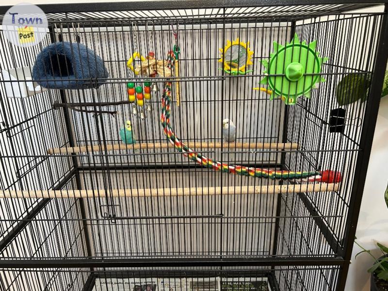 Photo of Parakeets with cage