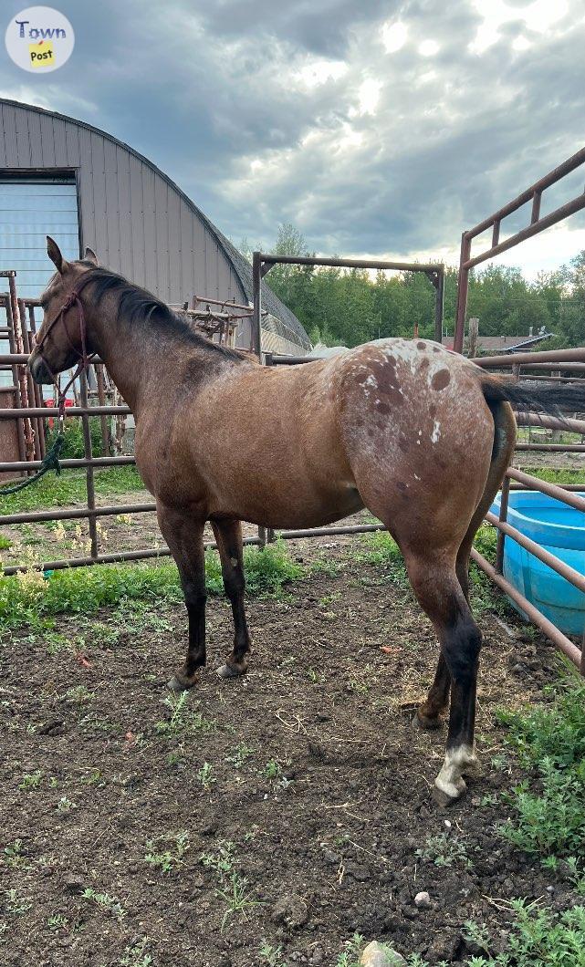 Photo of 2022 Snowcap Appaloosa Filly 