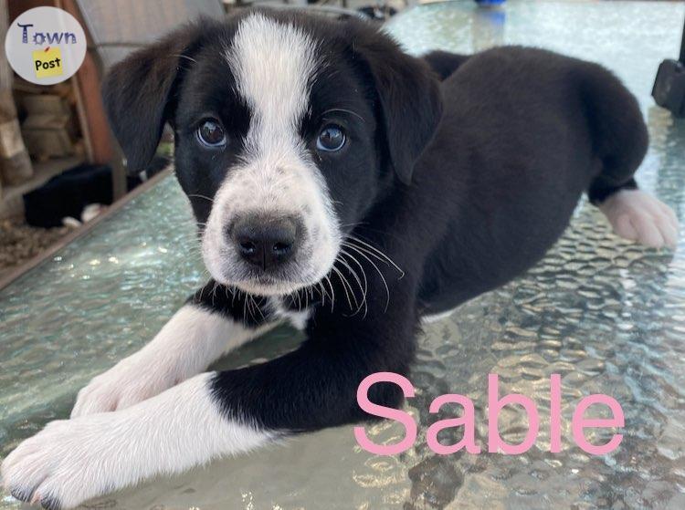 Photo of Border collie puppies ready to go