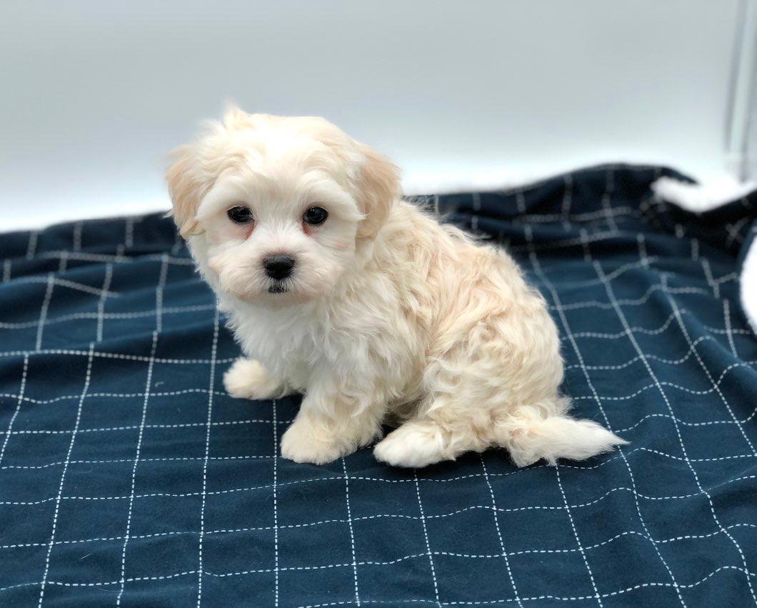 Photo of Teddy Bear SHICHON PUPPIES!!